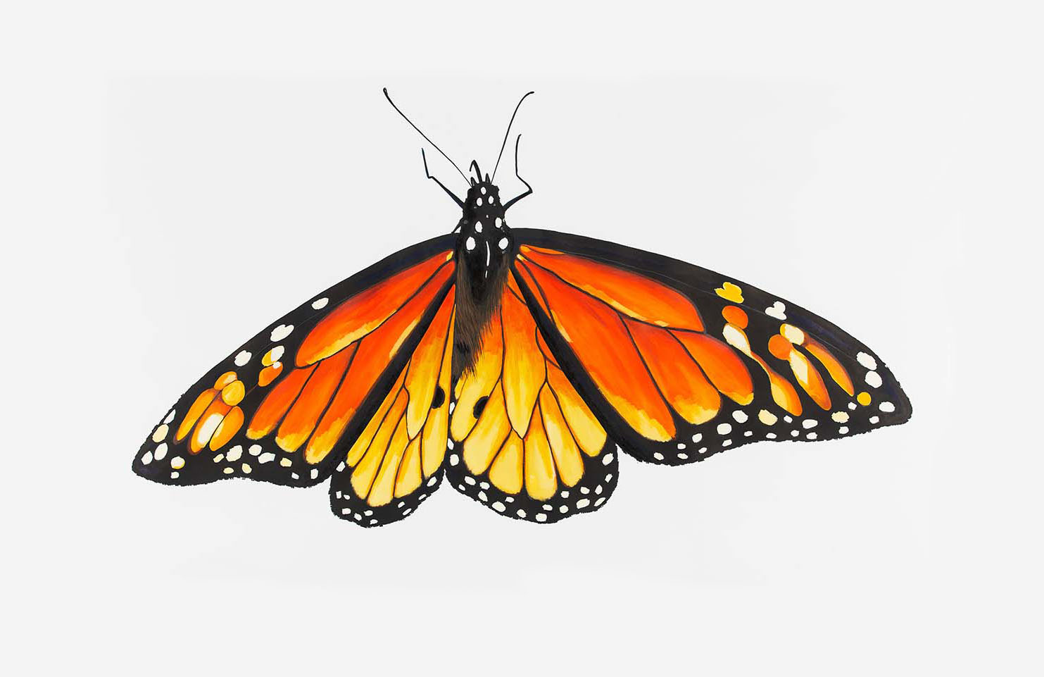 Monarch butterfly painting. Custom made, paint on paper.