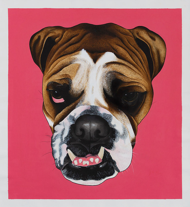 Painting British bulldog poster on pink background.